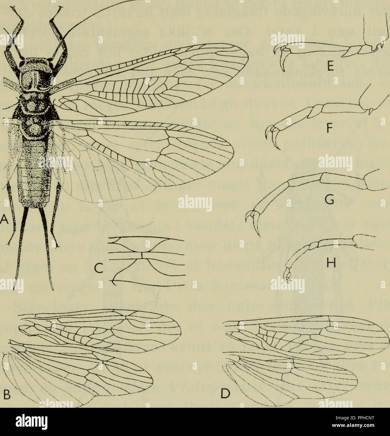 . Danmarks fauna; illustrerede haandbøger over den danske dyreverden... 225. Pig. 82. Slørvinger. A Perla; B vinger af Nemura; C detalje i for- vingen af Nemura; D Vinger af Leuctra; fod af Perla (E), Gapnia (F), Taeniopteryx (G) og Nemura (H). eller vingeløse imagines, først og fremmest blandt hannerne. Benene er ret kraftige med 3-leddede fød- der og 2 kløer. Bagkroppen er 11-leddet, men det sidste led er stærkt reduceret og skjult. Gercerne er lange og mangeleddede hos de fleste familier; hos enkelte er de stærkt reducerede og uleddede og står delvis i parringens tjeneste. Noget egentligt p Stock Photo