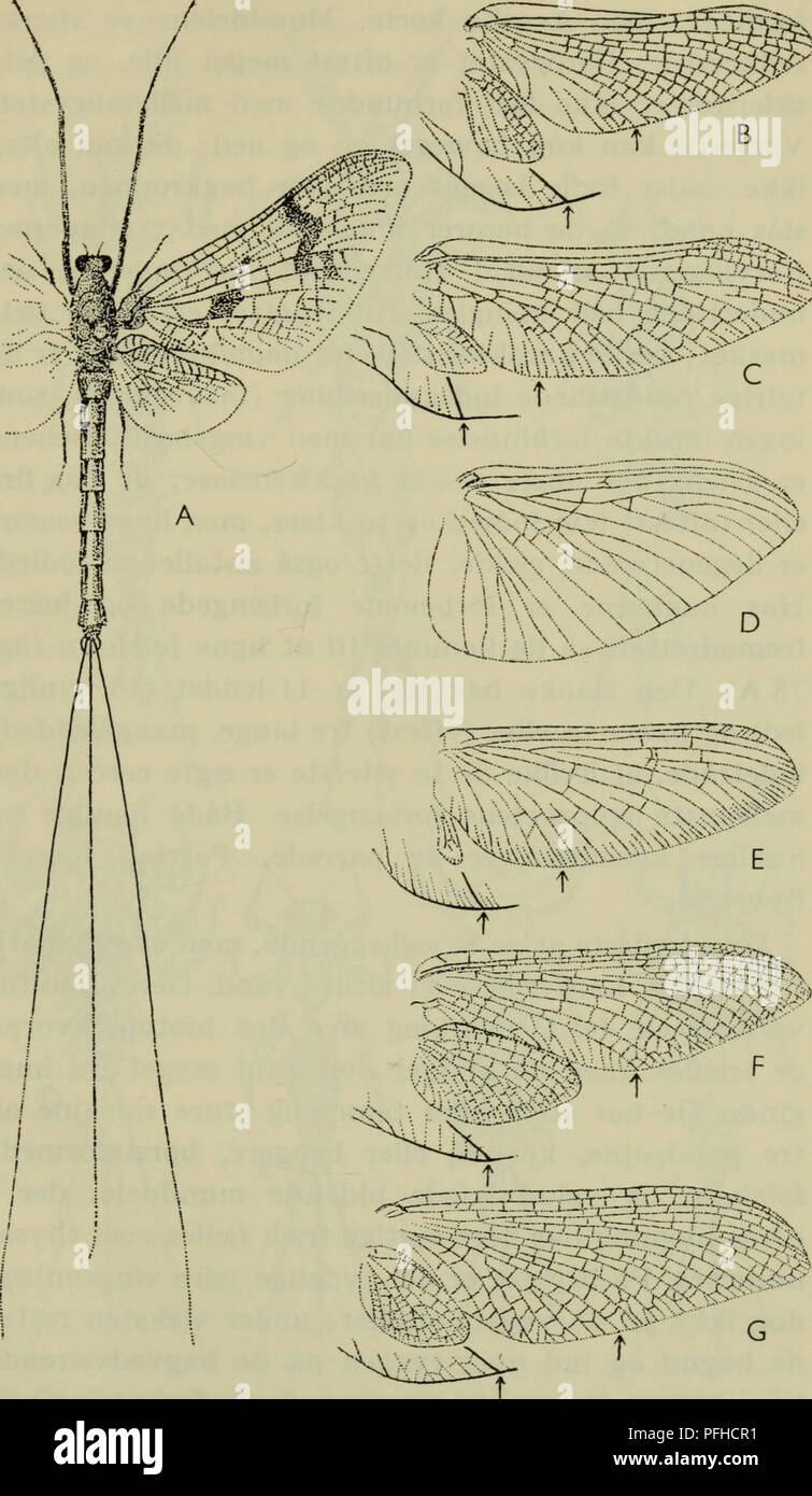 . Danmarks fauna; illustrerede haandbøger over den danske dyreverden... 215 ^^^^. Fig. 78. Døgnfluer. Habitus af Ephemera vulgata &lt;^ (A); vinger af Leptophlebia marginata (B), Epliemerella ignita (C), Caenis dimi- diata (D), Baétis vernus (E), Siphlonurus aestivalis (F) og Hepta- genia flava (G), ledsaget af specialtegninger af forvingernes bag- hjørner. Pilene viser mod 1. analribbe.. Please note that these images are extracted from scanned page images that may have been digitally enhanced for readability - coloration and appearance of these illustrations may not perfectly resemble the ori Stock Photo