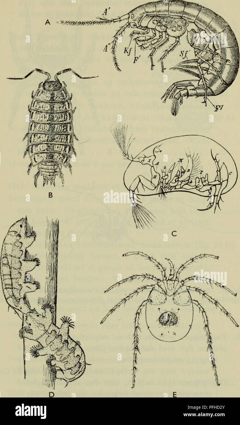 . Danmarks fauna; illustrerede haandbøger over den danske dyreverden... 155. Fig. 50. A Arthrostraca (Gammarus pulex); B Oniscoidea (Philos- cia muscorum); C Ostracoda (Cypris candida); D Tardigrada (Echi- niscoides sigismimdi); E Acarina (Rivobates norvegicus). (Her A fra Dahl; B fra Sars, G fra Wesenberg-Lund, D fra Marcus og E fra Viets).. Please note that these images are extracted from scanned page images that may have been digitally enhanced for readability - coloration and appearance of these illustrations may not perfectly resemble the original work.. Dansk naturhistorisk forening. Køb Stock Photo