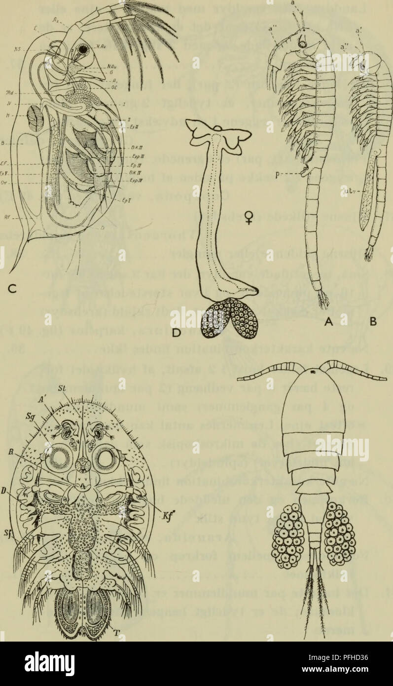 . Danmarks fauna; illustrerede haandbøger over den danske dyreverden... i5;5. Fig. 49. A og B Euphyllopoda (Branchinecta paludosa) c? og $; G Gladocera (Daphnia pulex); D Gopepoda (Lernaea esocina ?), E Gopepoda (Gyclops crassicaudis ?); F Branchiura (Argulus folia- ceus). (A, B og G her fra Wesenberg-Lund; D og E her fra Pesta; F fra Glaus-Grobben).. Please note that these images are extracted from scanned page images that may have been digitally enhanced for readability - coloration and appearance of these illustrations may not perfectly resemble the original work.. Dansk naturhistorisk fore Stock Photo