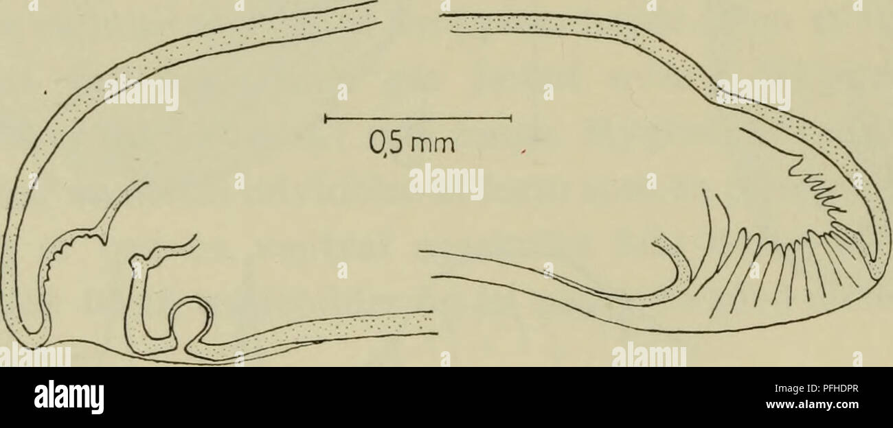 Oppdage fascia | Nettkurs med anatom Karl Jacobs, image size:1300x624