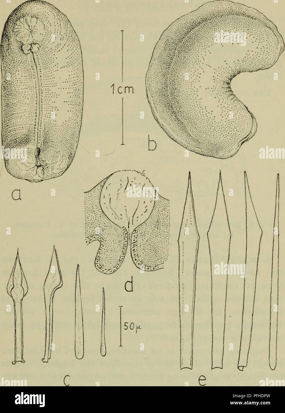 . Danmarks fauna; illustrerede haandbøger over den danske dyreverden... 17. Fig. 5. Neomenia carinata. a bugside, b fra siden, c dorsale spikler, d hudpapil, e N. dalyelli, dorsale spikler. a-c orig. d, e efter Wiren. Arten findes på blød eller blandet bund på dybder fra 30-550 m. Den forekommer langs Vestnorge (Nordfjord- Bergen) og findes ved Skotland og i den nordlige Nordsø (100 m), men optræder ingen steder almindeligt. Dens biologi er ukendt. (Anatomi m.m.: Wiren 1892 b). Bent Muus: Skallus, Søtændcr, Blæksprutter. 2. Please note that these images are extracted from scanned page images t Stock Photo