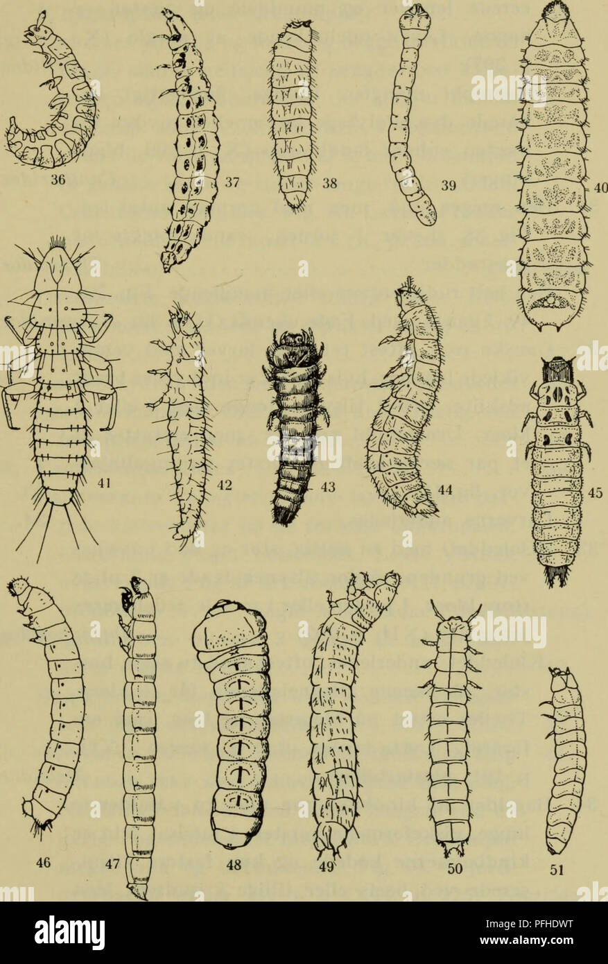 . Danmarks fauna; illustrerede haandbøger over den danske dyreverden... 129. 50 51 Fig. 36-51. Larver: 36. ubestemt Scydmaenidae; 37. Calopteron (Lycidae); 38. Throscus; 39. Melasis; 40. Palaeoxenus (Eucnemidae); 41. Meloé (1. stadie); 42. Cartodere; 43. Dascillus; 44. Lagria; 45. Malachius; 46. Ennearthron; 47. Blaps; 48. Tetropium; 49. Rhizo- phagus; 50. Cucujus; 51. Ostoma. (43. Boas; 47. Korschefsky; 48. Jensen-Haarup &amp; Henriksen; resten Bøving &amp; Craighead). Victor Hansen : Biller. XIX. 9. Please note that these images are extracted from scanned page images that may have been digit Stock Photo