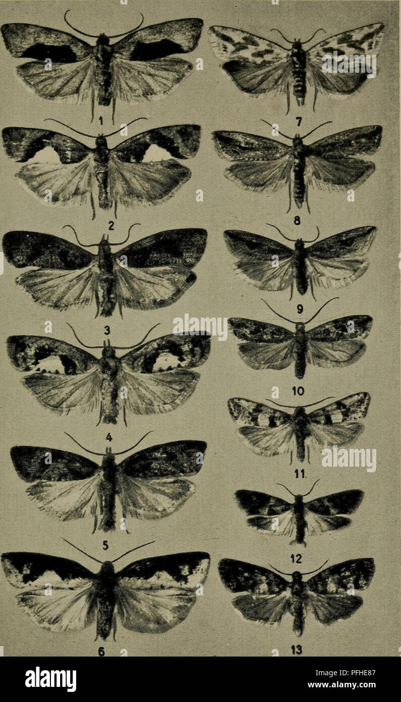 . Danmarks fauna; illustrerede haandbøger over den danske dyreverden... Tavle XXIII.. 1, 2 og 3. Eucosma solandriana, 4. E. brunnichana, 5 og 6. E. semi- fuscana, 7. Thiodia citrana, 8. Bactra robustana, 9. B. lanceolana, 10. B. furfurana, 11. Polychrosis littoralis, 12. Lobesia permixtana, 13. Cymolomia hartigiana.. Please note that these images are extracted from scanned page images that may have been digitally enhanced for readability - coloration and appearance of these illustrations may not perfectly resemble the original work.. Dansk naturhistorisk forening. København, G. E. C. Gad Stock Photo