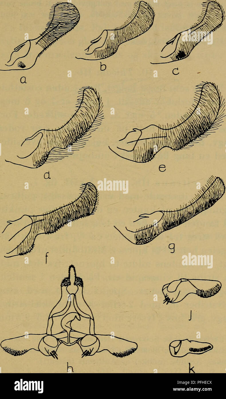 . Danmarks fauna; illustrerede haandbøger over den danske dyreverden... 193. Fig. 25. ,5-genitalorganer hos: a. Eucosma tetraquetrana, b. E. im- mundana, c. E. nigricana, d. E. solandriana, e. E. brunnichana, f. E. semifuscana, g. E. sordidana, h. Bactra lanceolana, j. B. ro- bustana, k. B. furfurana. x 25. Wilhelm van Deurs: Sommerfui^Ie. 1.3. Please note that these images are extracted from scanned page images that may have been digitally enhanced for readability - coloration and appearance of these illustrations may not perfectly resemble the original work.. Dansk naturhistorisk forening. K Stock Photo