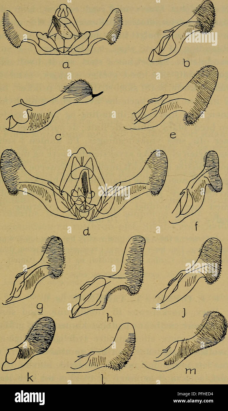 . Danmarks fauna; illustrerede haandbøger over den danske dyreverden... 177. Fig. 24. (?-genitalorganer hos: a. Semasia tripoliana, b. S. aspidi- scana, c. Pseudeucosma caecimaculana, d. Eucosma cana, e. E. sco- poliana, f. E. fulvana, g. E. expallidana, h. E. farfarae, j. E. pflu- giana, k. E. obscurana (præparat N. L. Wolff), 1. E. graphana, m. E. demarniana. x 25. Wilhelm van Deurs: Sommeifiifjle. 12. Please note that these images are extracted from scanned page images that may have been digitally enhanced for readability - coloration and appearance of these illustrations may not perfectly  Stock Photo