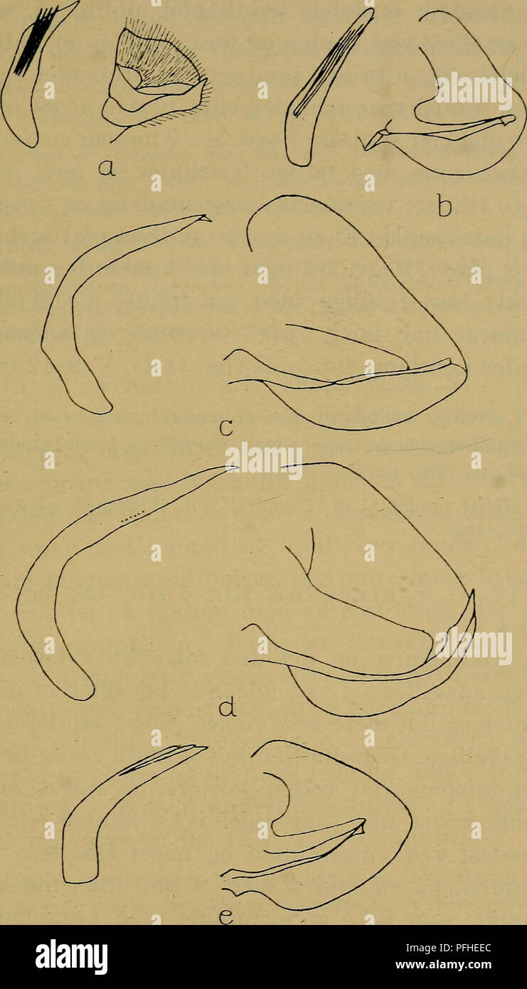 . Danmarks fauna; illustrerede haandbøger over den danske dyreverden... 57. Fig. 13. (J-genitalorganer hos: a. Cacoecia diversana (præparat N. L. Wolf), b. C. xylosteana, c. C. podana, d. C. betulana, e. C, crataegana. x25.. Please note that these images are extracted from scanned page images that may have been digitally enhanced for readability - coloration and appearance of these illustrations may not perfectly resemble the original work.. Dansk naturhistorisk forening. København, G. E. C. Gad Stock Photo