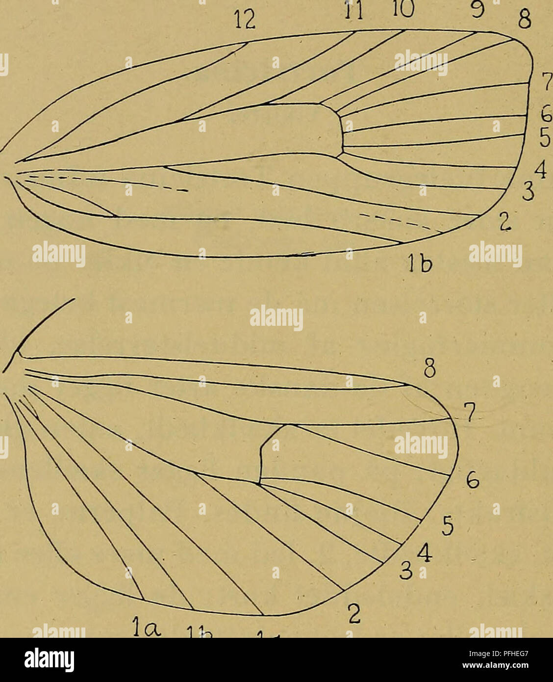 This image is from a handbook on Danish fauna, illustrating the ...
