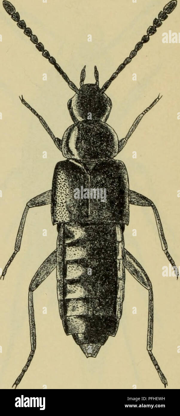 . Danmarks fauna; illustrerede haandbøger over den danske dyreverden... . Fig. 29. Trichophya pilicornis. x 16. Fig. 30. Atheta gramini- cola &lt;J. x 12. fra hinanden. Følehornene indleddede foran øj- nene (fig. 9 og 10, p. 20) 3. 3. Forhofterne kort tapformede. Forbrystet stærkt kitiniseret, åndehullerne dækkede af epimererne. Følehornene indleddede ved pandens forrand, med 2-leddet kølle. Kæbepalpernes 1. led ret langt, mindst halvt så langt som 2. led, 4. led (endeleddet) yderst lille, ofte næppe synligt. Fødderne 4-leddede (fig. 24, p. 25) 7. Euaesthétinae (p. 218).. Please note that thes Stock Photo