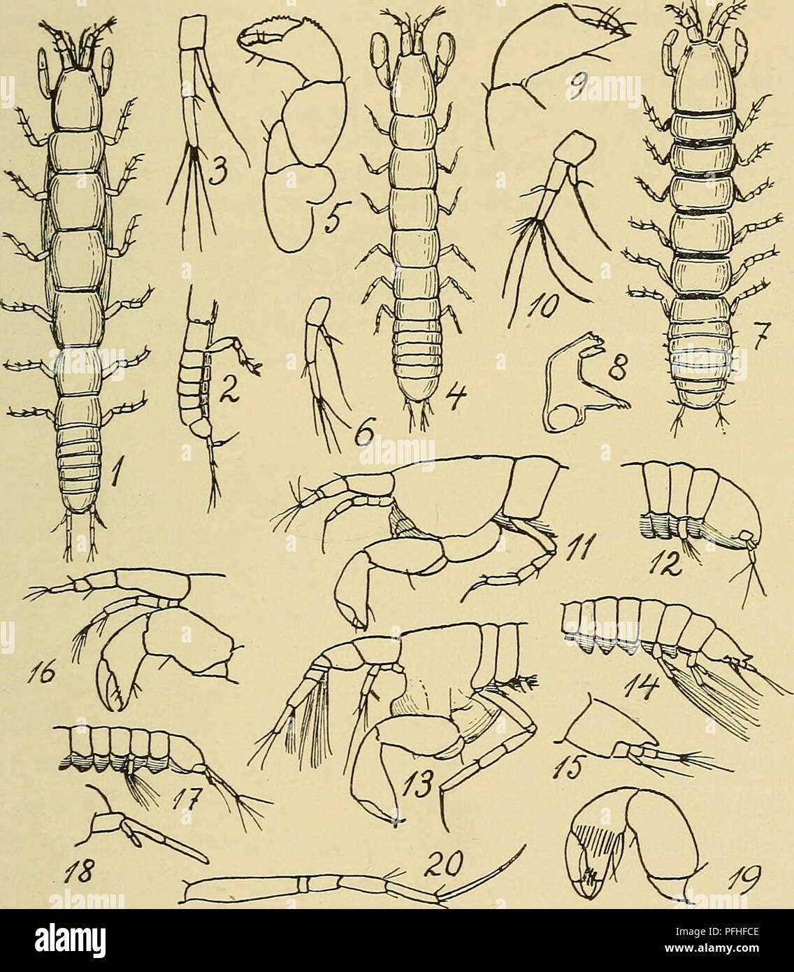 . Danmarks fauna; illustrerede haandbøger over den danske dyreverden... 171 iøvrigt kun kendt fra Apelvær i Namdal N. f. Trondheim samt i Davis Strædet og S. f. 0. Island. Dybde 200—1100 m.] 4. Leptognåthia gråcilis (Krøyer) (L. graciloides (Lilljeb.), L. longirémis Sars 1885 (non L. longirémis G. O. Sars 1899 (= L. sårsi H. J. Hansen 1910), non L. longirémis (Lilljeb.)) (Fig. 54, 4—6).. Fig. 54: Leptognåthia. 1-3: L. manca (1: $; 2: Halen fra Siden; 3: Sidste Halefod). — 4-6: L. gråcilis (4: ?; 5: 1. Kropben; 6: Sidste Halefod). — 7-15: L. breviremis (7: ?; 8: Kindbakke; 9: 1. Krop- ben; 10:  Stock Photo