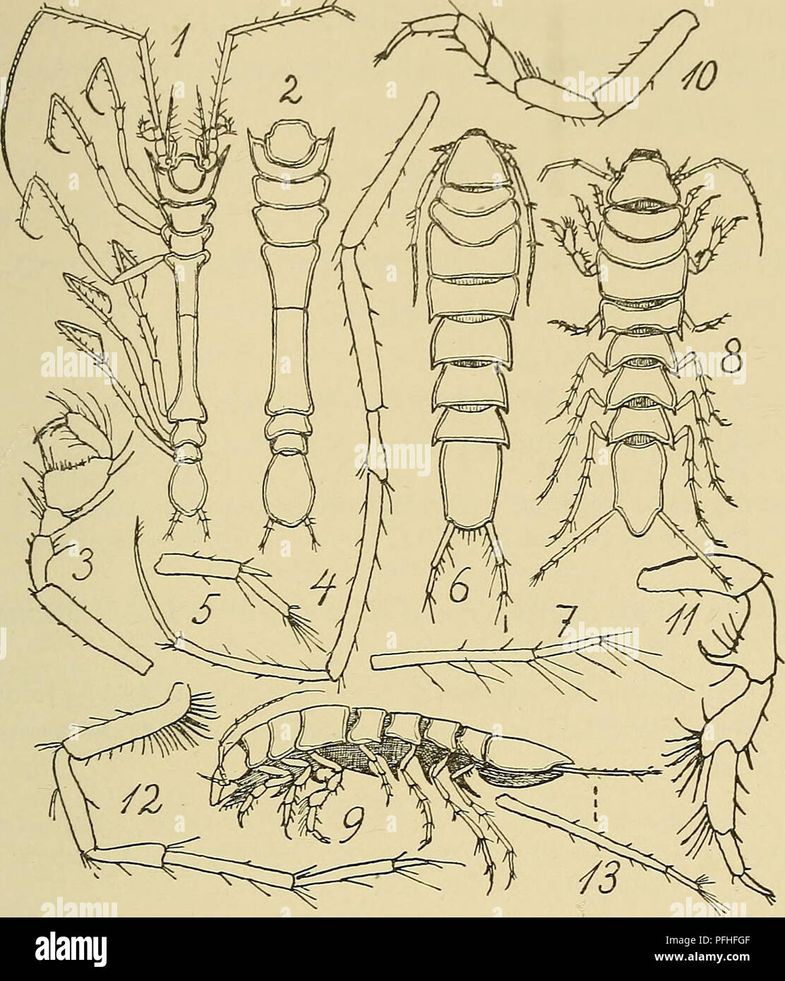 . Danmarks fauna; illustrerede haandbøger over den danske dyreverden... . Fig. 23. 1-5: Ischnomesus bispinosus (1: c?; 2: ?; 3-4: 1. og 7. Krop- ben; 5: Sidste Halefod). — 6-7: Macrostylis longiremis (? og sidste Halefod). — 8-13: M. spinifera (8-9: ? fra Ryggen og Siden; 10-12: 1., 3. og 7. Kropben; 13: Sidste Halefod). (Efter Sars). 4. Gruppe Macrostylini. Kroppen langstrakt. Hovedet frit, uden Øjne. 1. Par Følehorn ganske korte. De 3 forreste Krop- led, som er indbyrdes frie, danner nærmest en Rektangel med lidt buede Sidekanter. 1. Par Ben er ikke Gribeben; 4.—7. noget tiltagende i Længde  Stock Photo