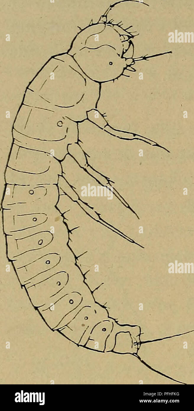 . Danmarks fauna; illustrerede haandbøger over den danske dyreverden... 198. Méloé-Larver, rent habituelt minder den meget om en lille Rovbillelarve. Hovedet er svagt tværbredt med tydelige Suturer og med velafsat Overlæbe; ogsaa Epistoma kan er- kendes, men hvis det er afgrænset fra Frontale ved en Søm, saa er denne i hvert Fald meget svag og utydelig. Øjnene bestaar af en enkelt ret stor Ocel med veludviklet Linse paa hver Side af Hovedet. Paa Følehornene er de to inderste Led korte, og navnlig 2. Led er forholdsvis tykt, derimod er det børstebærende Endeled forholdsvis meget langt og slankt Stock Photo