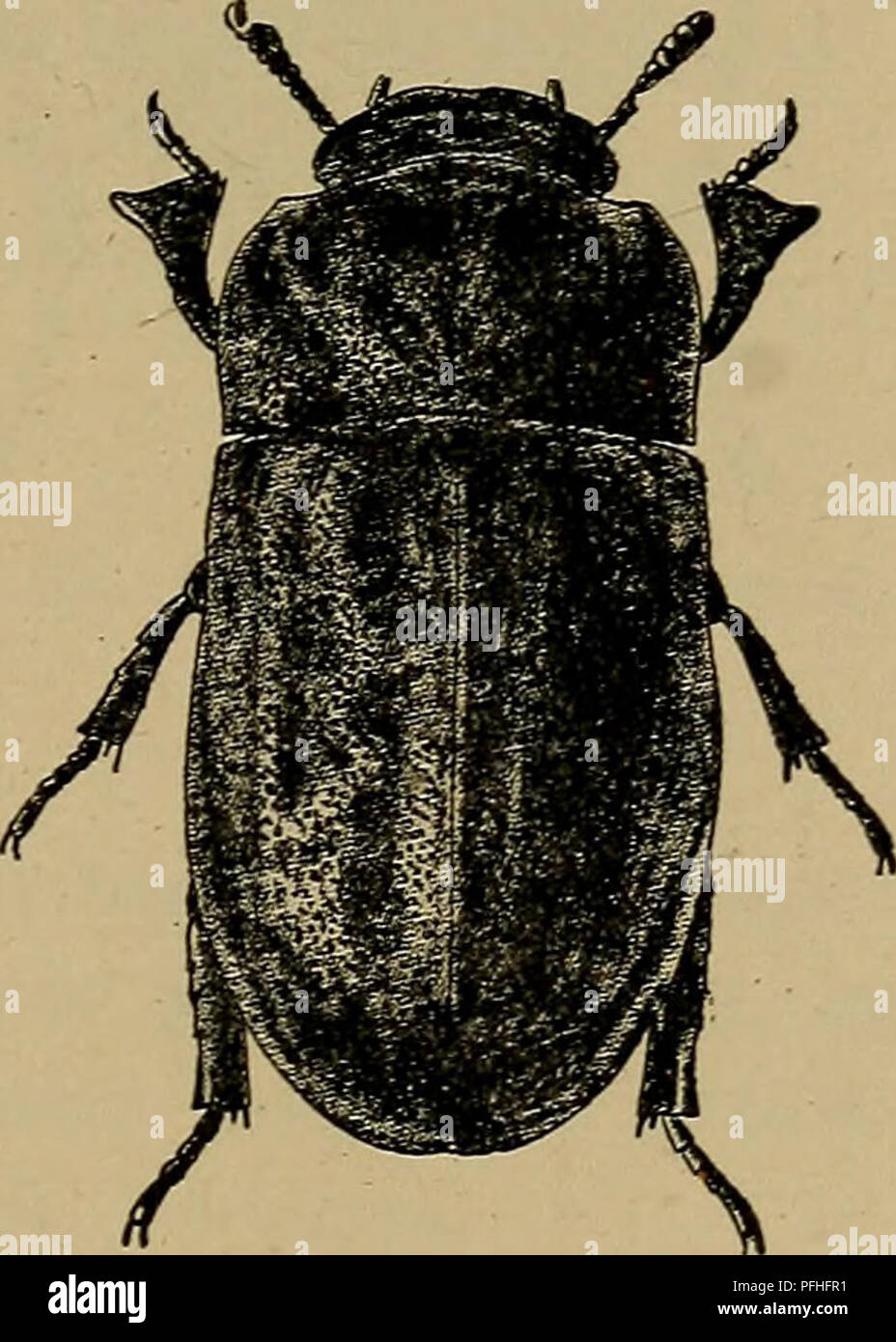 . Danmarks fauna; illustrerede haandbøger over den danske dyreverden... 125 Sjælden og stedegen (J, 0, B). Paa Sandbund i Nærheden af Havet; hist og her i Jyllands Klitegne, langs Falsters Øst- kyst (Bøtø), langs Nordsjællands Kyst og paa Bornholm. Juni, Aug. Larver, Pupper og nyklækkede Imagines er fundet under Bynke (Artemisia campestris) 11. Aug. 3. Meldnimon Stev. Let kendelig paa Forskinnebenenes Form (Fig. 59, a). Kroppen sort. Øjnene næsten delt i 2 Dele af Hovedets Sidekant. Følehornene korte, med bred, 3-leddet Kølle. Pronotum tværbredt, saa bredt som Vingedækkerne, Siderne bagtil ind Stock Photo