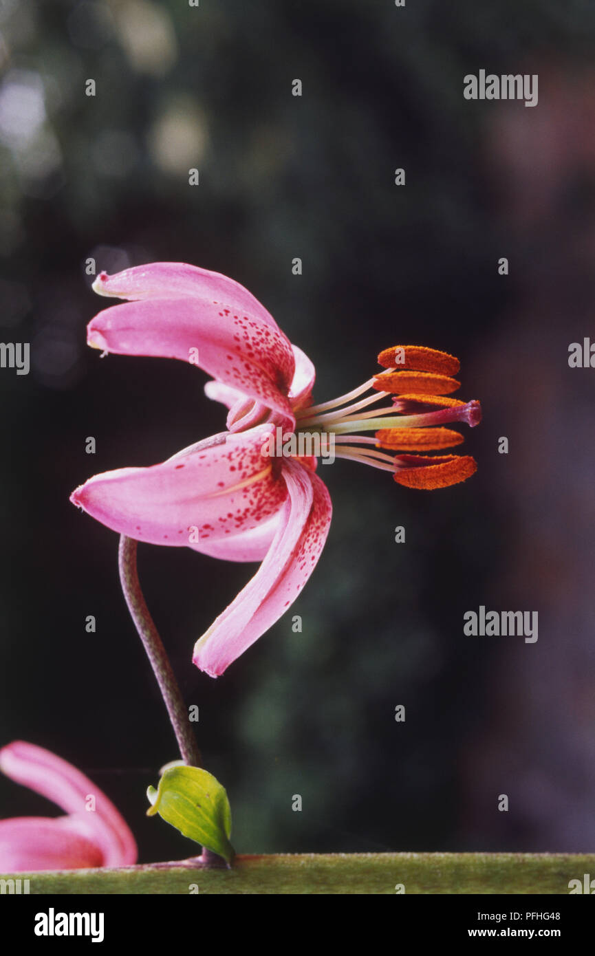 Lilium martagon, Common Turkscap Lily, speckled, pink flowerhead on thin stem, close-up. Stock Photo