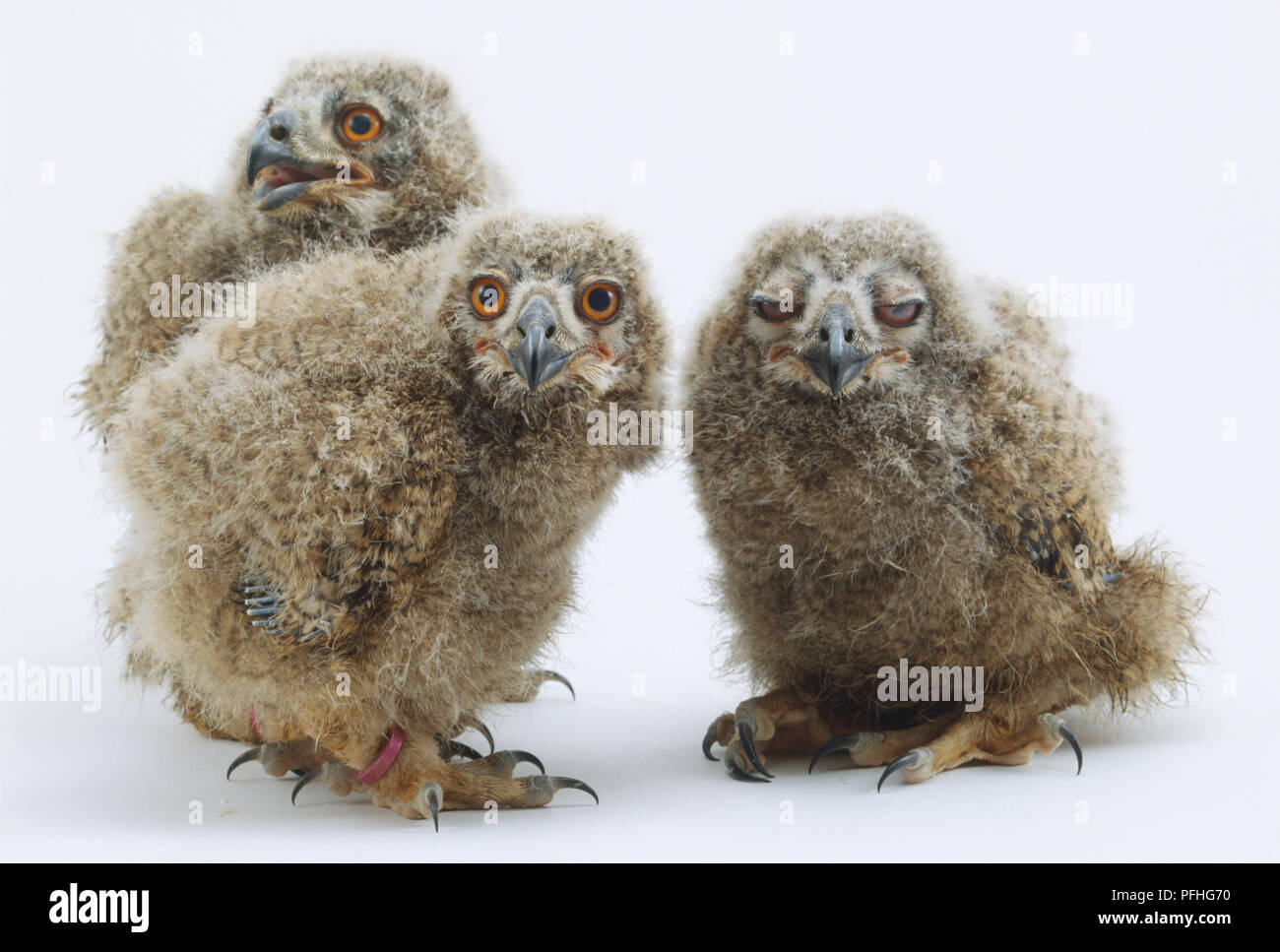 Three owlets, one with its eyes slightly closed Stock Photo Alamy