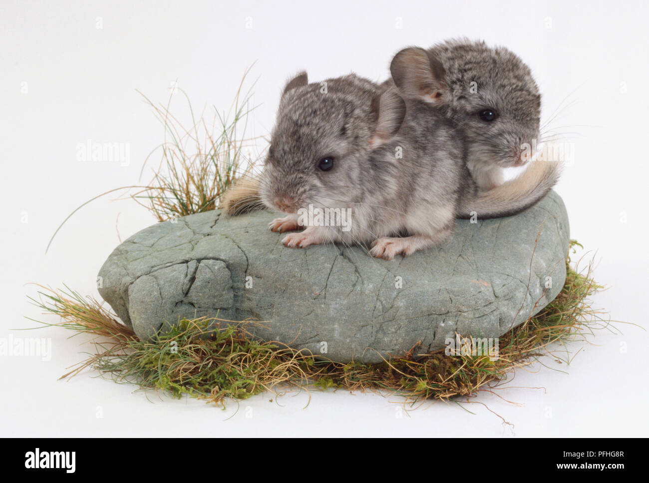 Two Chinchillas standing on a rock, one hiding slightly behind the other. Stock Photo