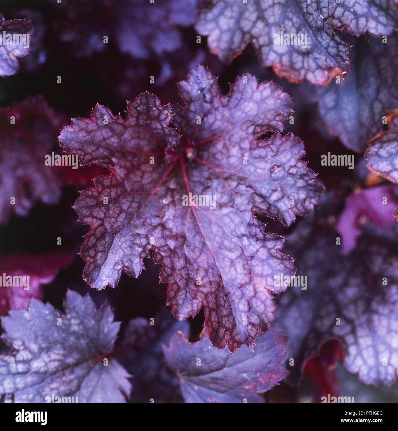 Heuchera 'Plum Pudding' close up of purple leaves. Stock Photo