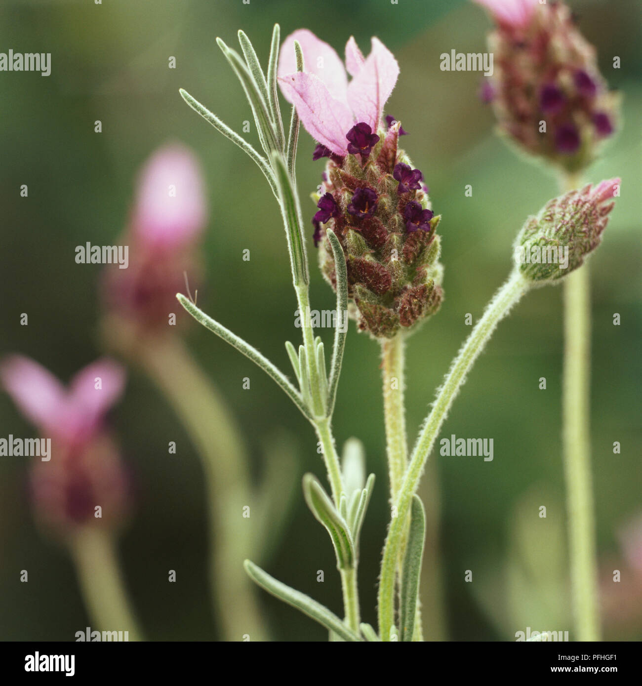 French Lavender, Lavandula stoechas 'Fathead', plump round purple flowers. Stock Photo