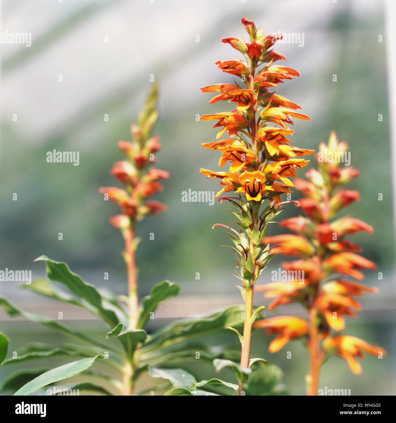 Burnt orange flowers hires stock photography and images Alamy