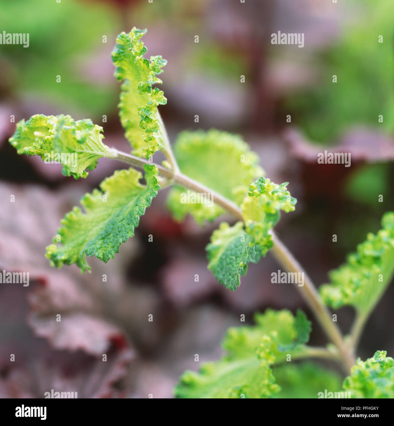 Teucrium scorodonia 'Crispum', evergreen sub-shrub with crinkle textured leaves. Stock Photo