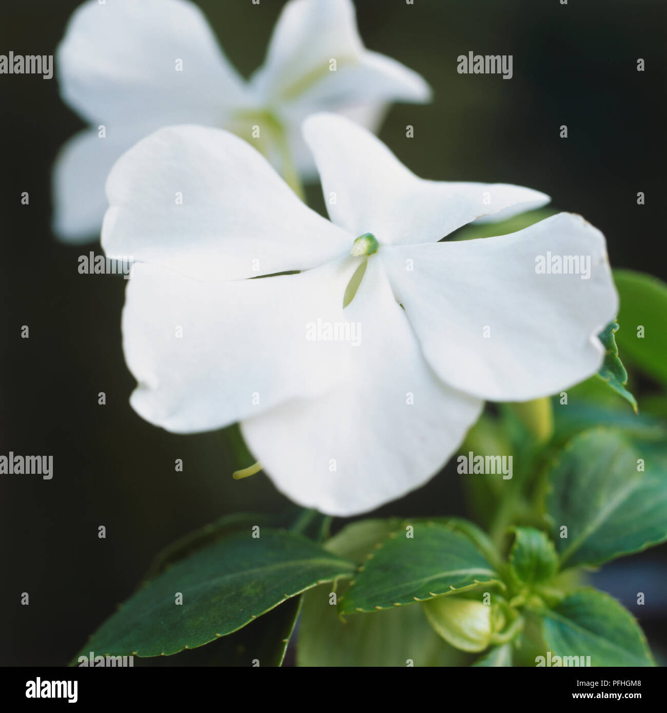 Impatiens 'Accent White', pure crystalline white flower. Stock Photo