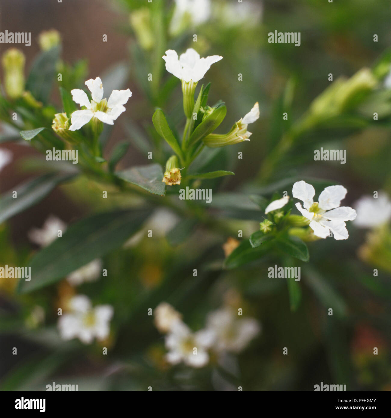 Cuphea hyssopifolia 'Alba', tiny white flowers small leaved bushy plant. Stock Photo