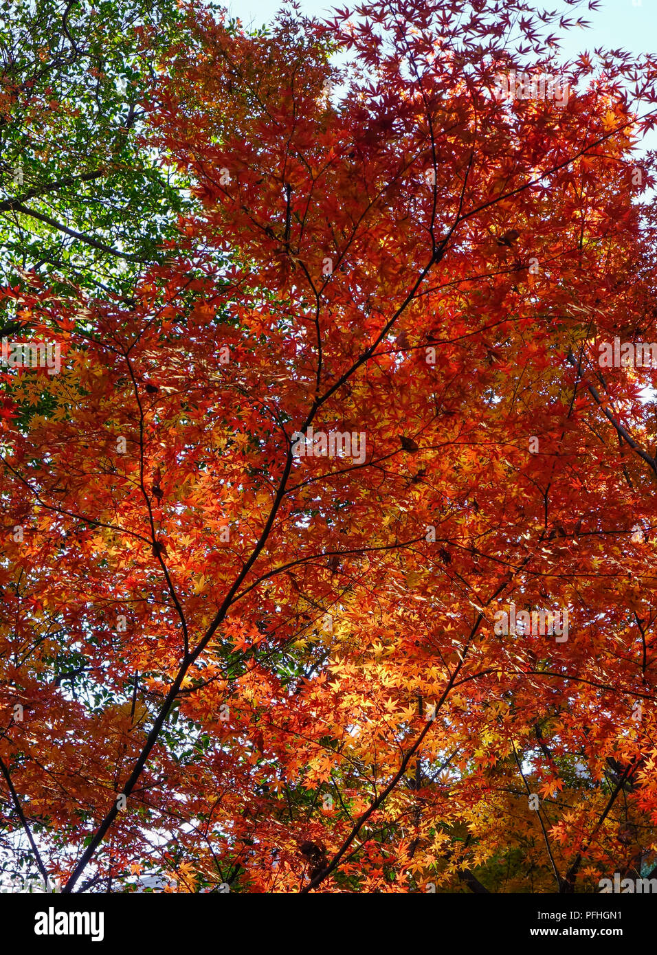 Maple trees with colorful leaves at autumn garden in Tokyo, Japan Stock ...