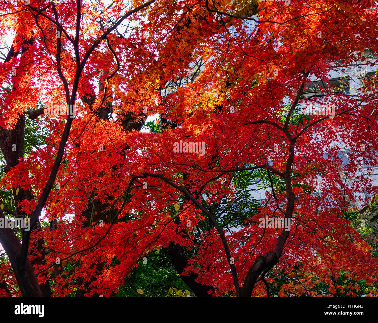 Maple trees with colorful leaves at autumn garden in Tokyo, Japan Stock ...