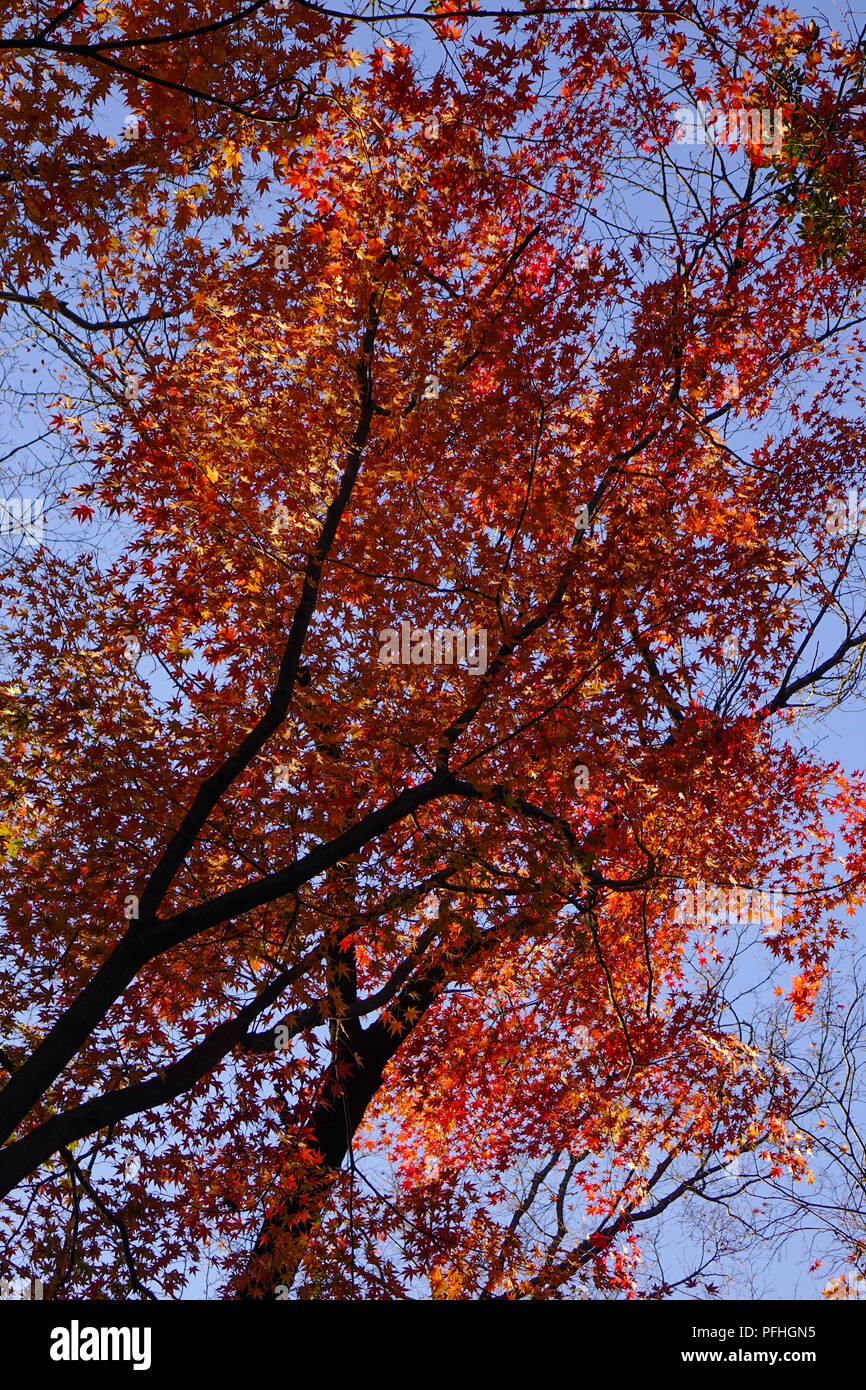 Maple trees with colorful leaves at autumn garden in Tokyo, Japan Stock ...