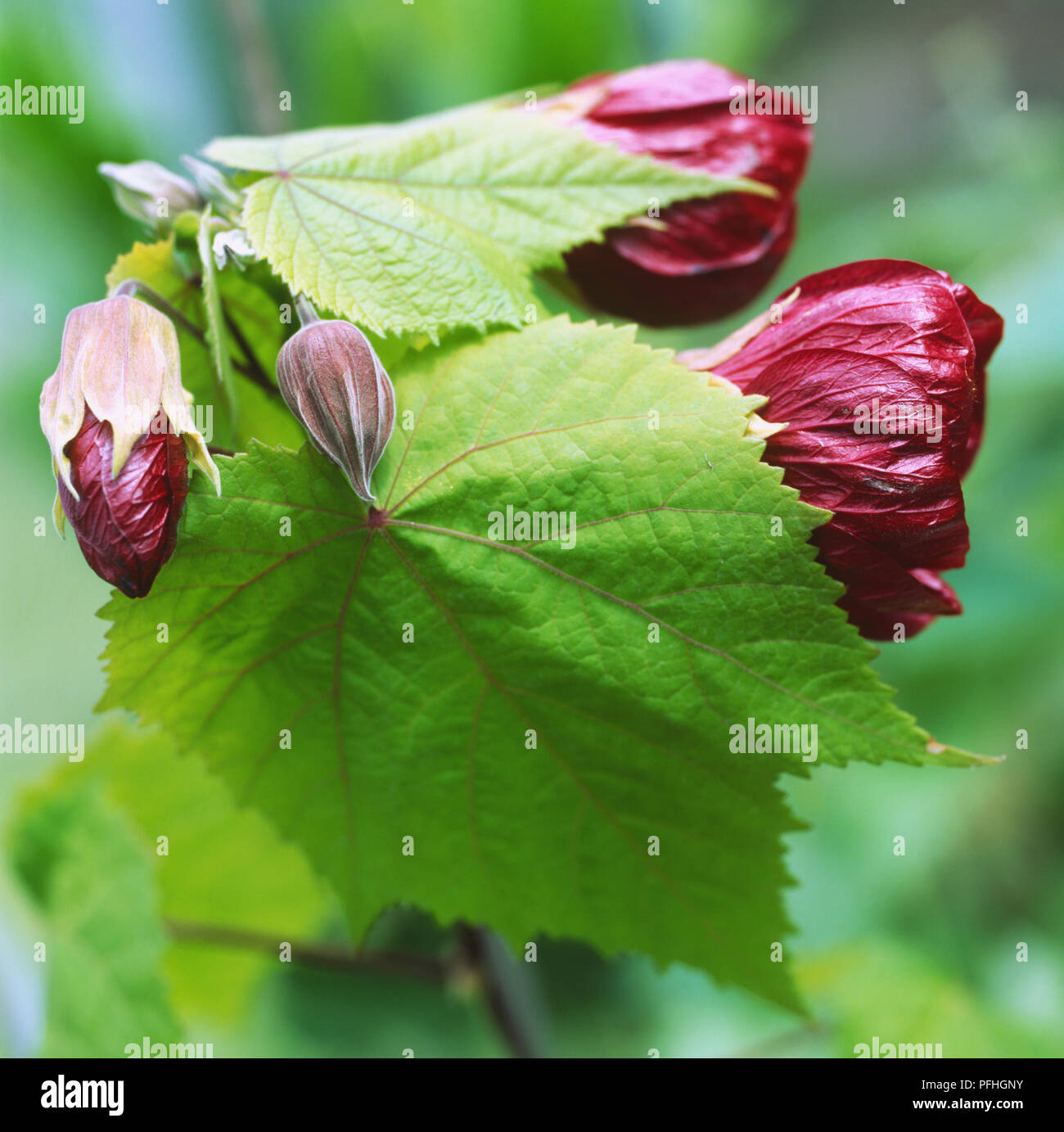 Abutilon 'Nabob', Parlour Maple, evergreen shrub, large maple like leaves with heavy red sombre looking flowers. Stock Photo