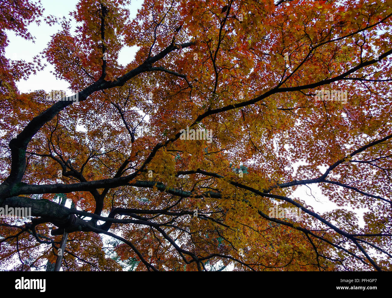 Maple trees with colorful leaves at autumn garden in Tokyo, Japan Stock ...