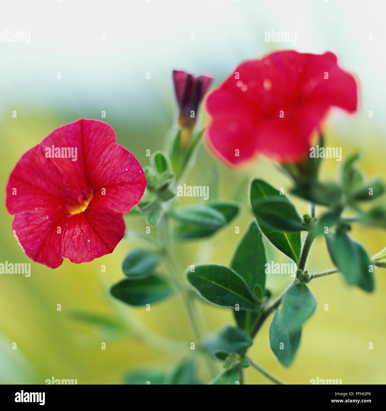 Calibrachoa Million Bells Red = 'Sunbelre' (PBR) (Million Bells Series