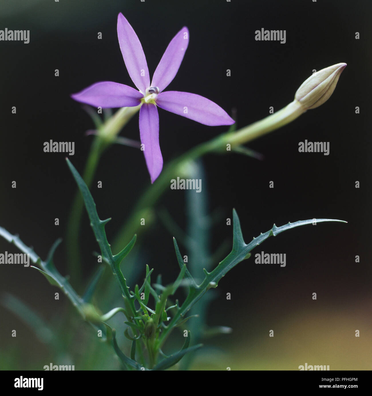 Isotoma Axillaris, lilac star shaped flower and spikey leaves. Stock Photo