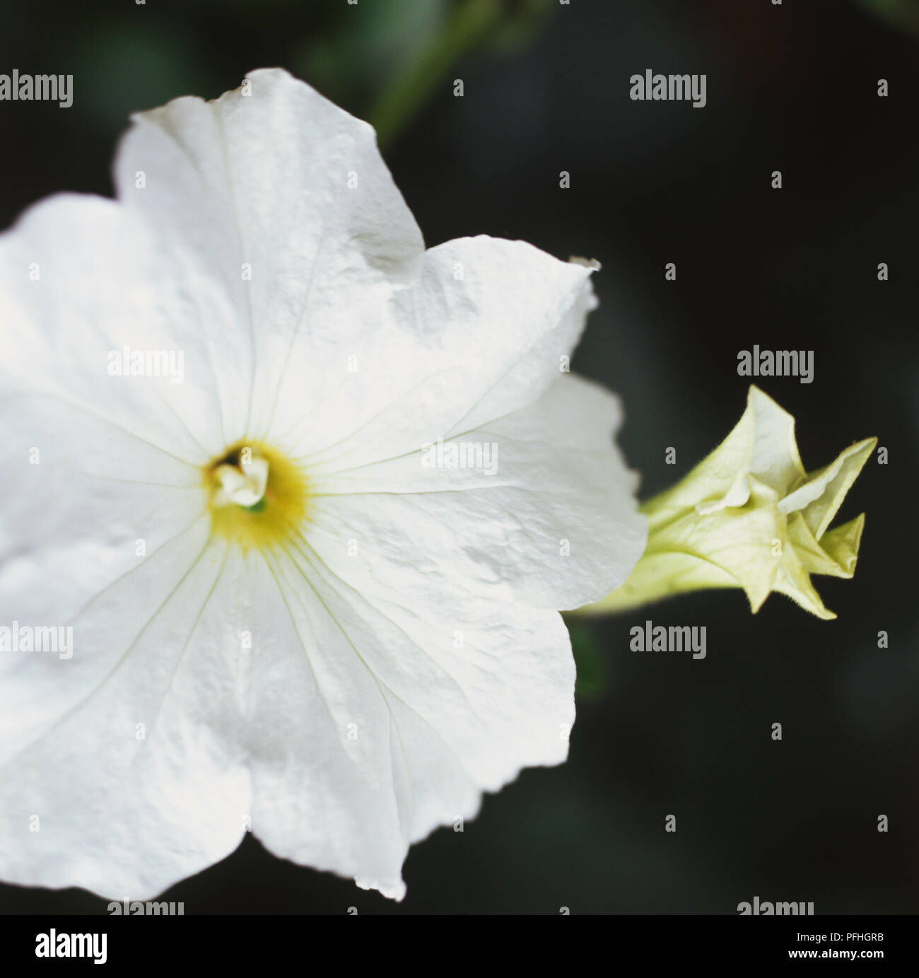 Calibrachoa Million Bells White = 'Sunbelho' (PBR) (Million Bells