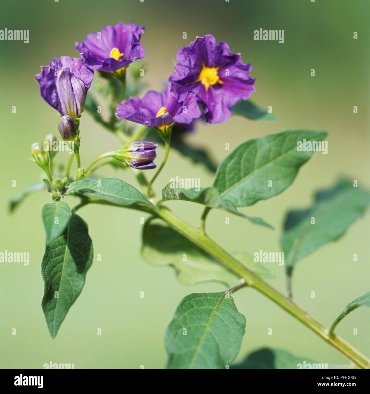 Solanum Rantonetti Deep Purple Flowers With Yellow Centre Stock Photo Alamy
