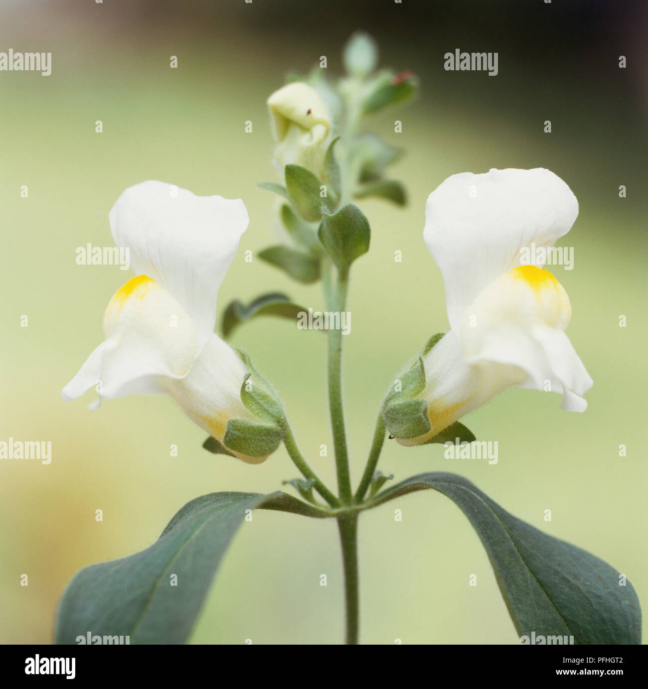 Antirrhinum majus Luminaire Series 'Trailing White', Snapdragon, two white flowers and green grey leaves. Stock Photo