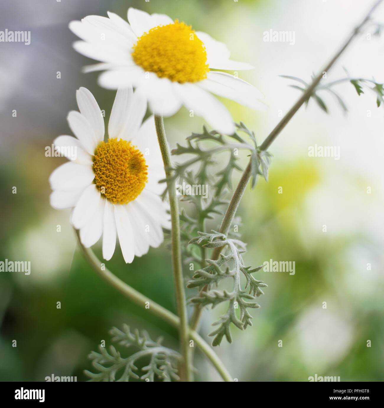 Anthemis punctata subsp. cupaniana, large white daisy flowers. Stock Photo