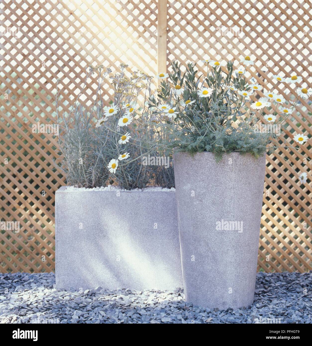 Helichrysum italicum, Anthemis punctata ssp cupaniana (Chamomile plant), Convolvulus cneorum (Silverbush) in concrete containers, ground covered with slate chippings Stock Photo