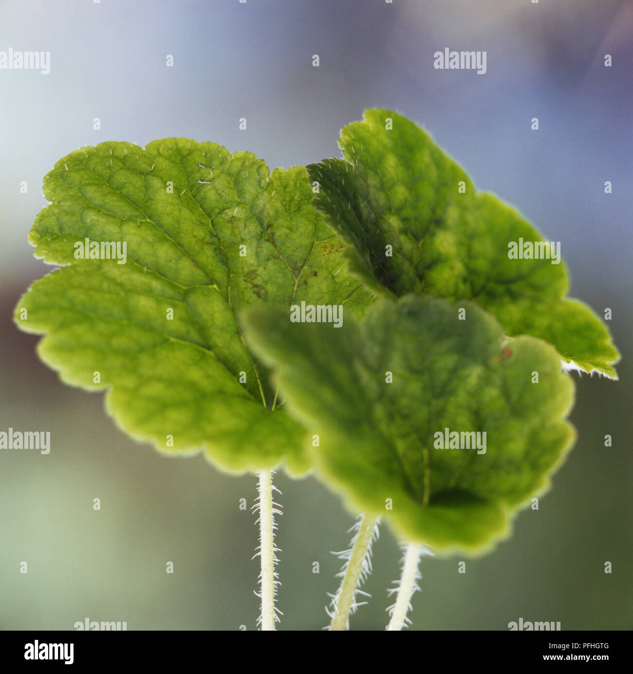 Tellima grandiflora 'Forest Frost', evergreen flat leaves with serrated edge. Stock Photo