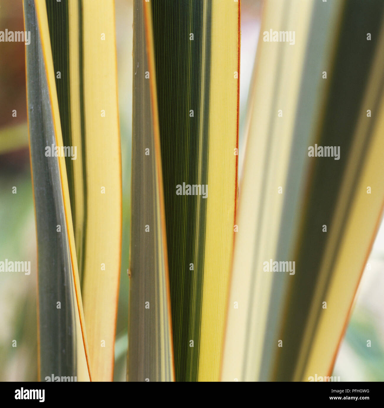 Phormium 'Variegatum', green and yellow striped grass like spikey plant. Stock Photo