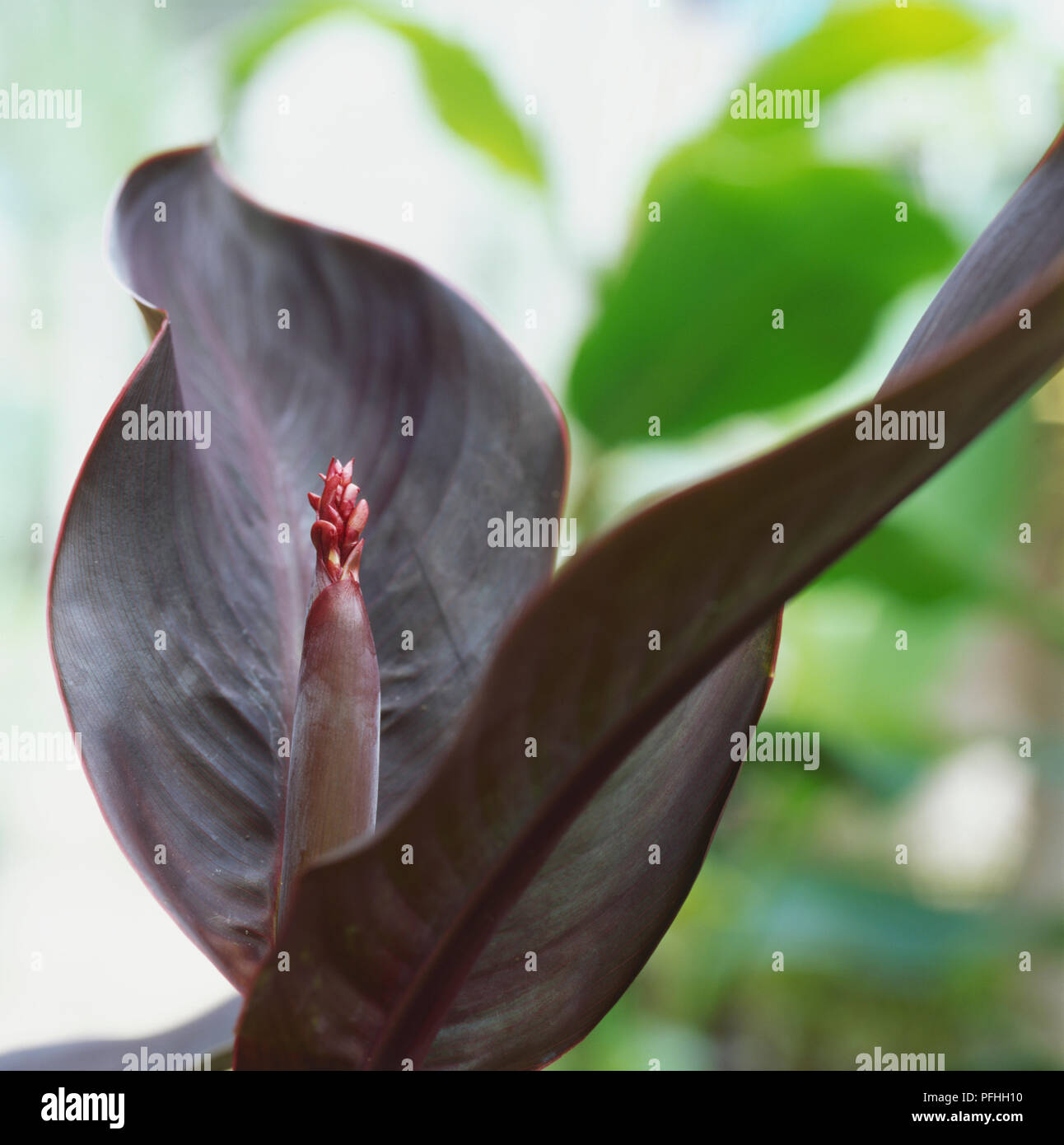 Indian Shot Plant, Canna 'Black Light', plant with black foliage Stock