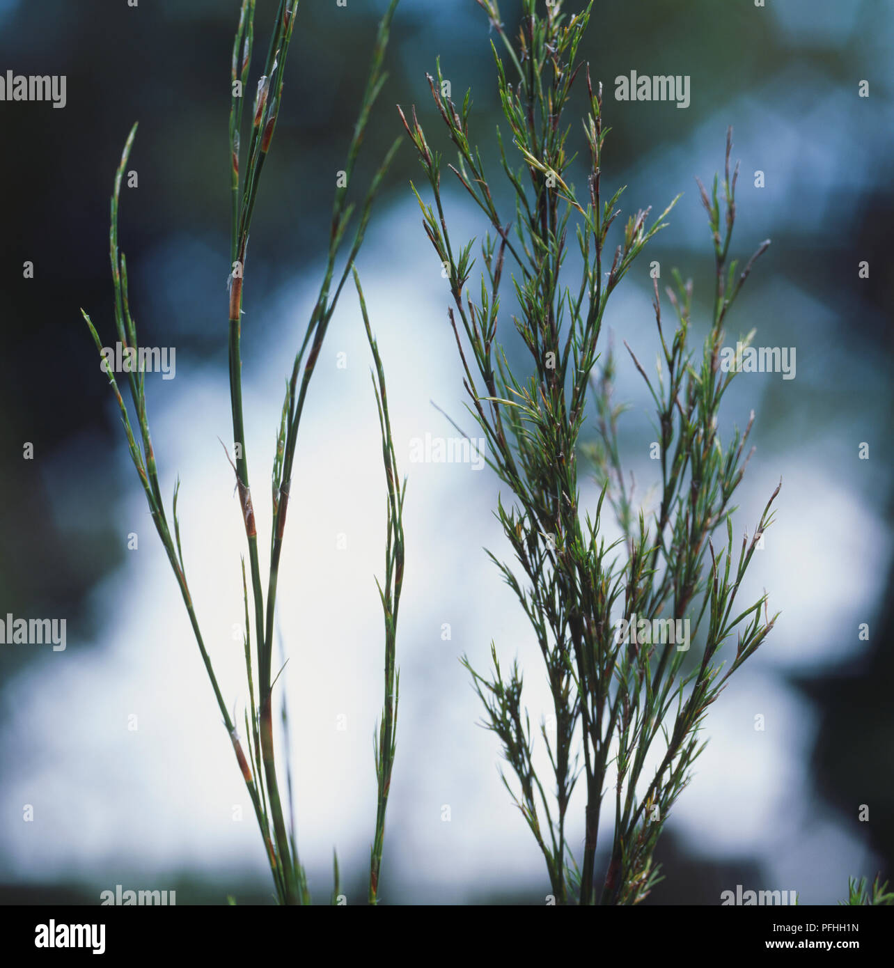 Calopsis paniculata, thick stemmed shrub Stock Photo Alamy