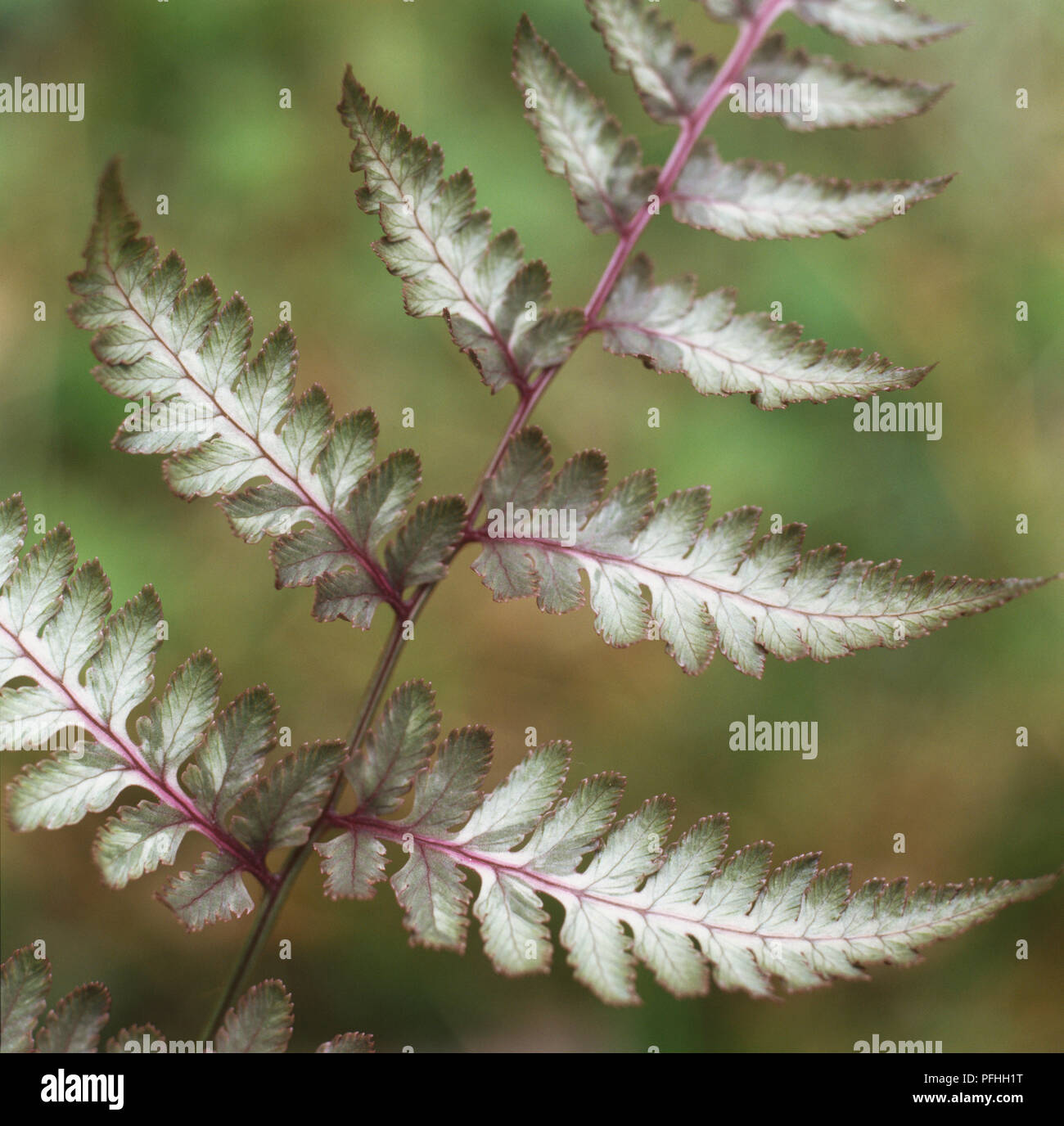 Athyrium niponicum var. pictum, silvery grey pink purple and green coloured delicate leaves. Stock Photo