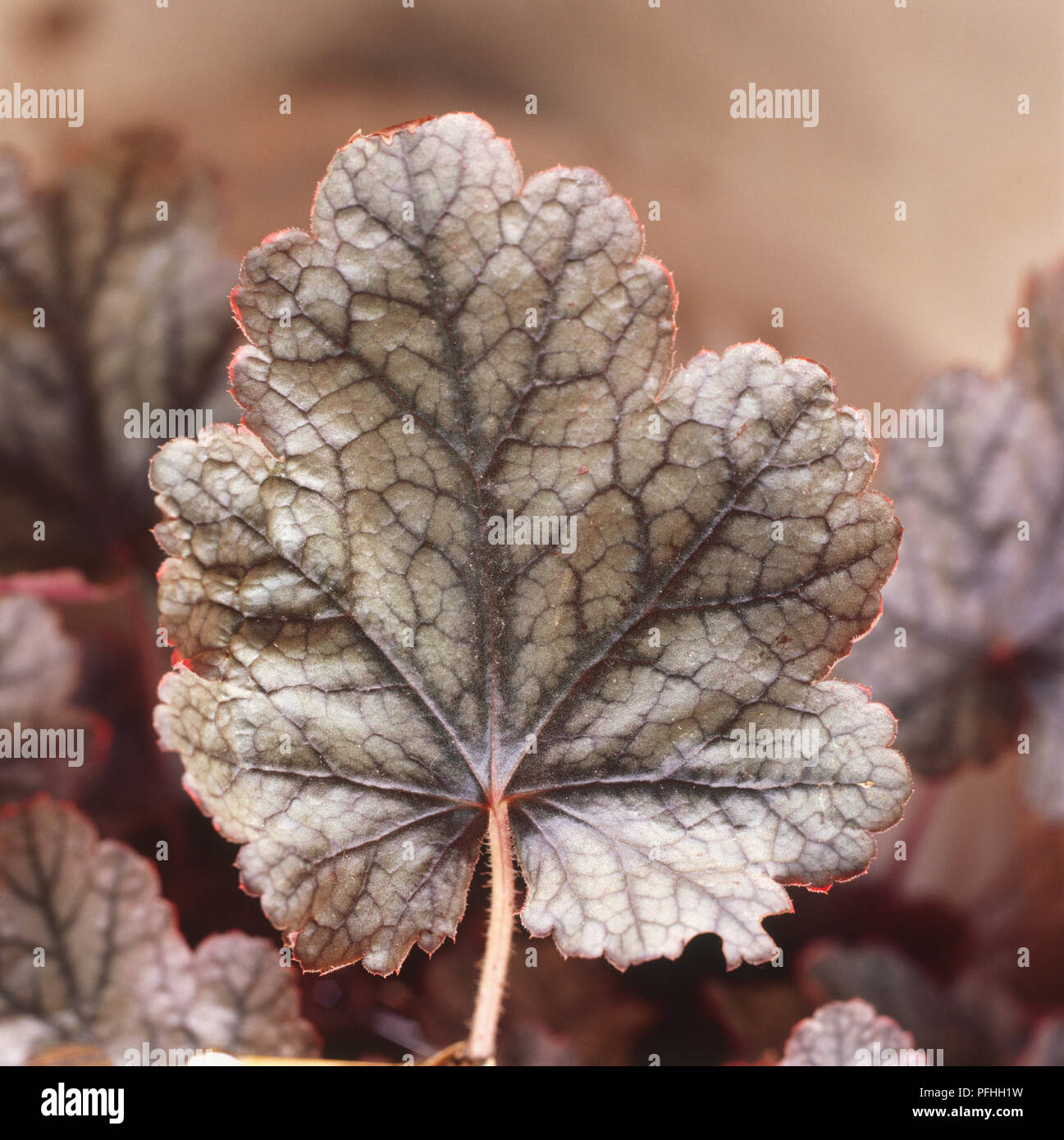 Heuchera 'Silver Scrolls', silver cabbage like leafed plant. Stock Photo