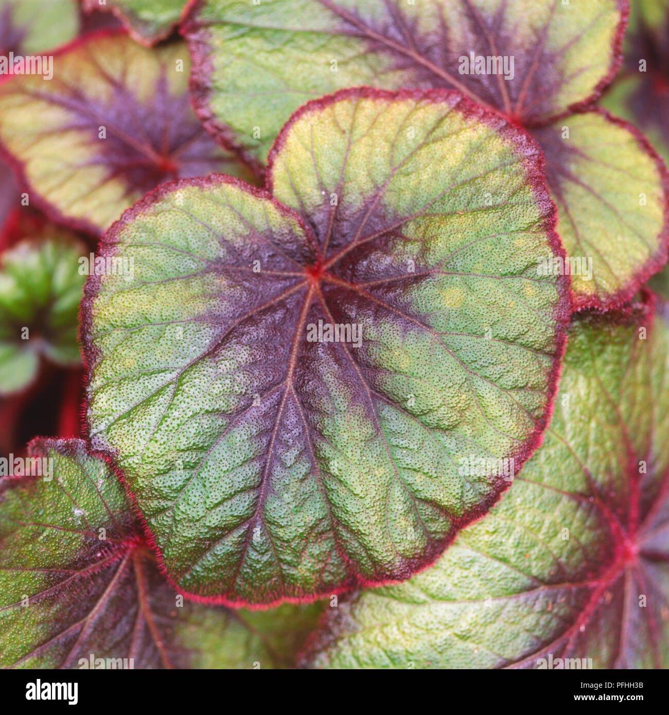 Begonia 'Bettina Rothschild', upright stemmed hybrid leaves with very conspicuous bright red leaf hairs. Stock Photo