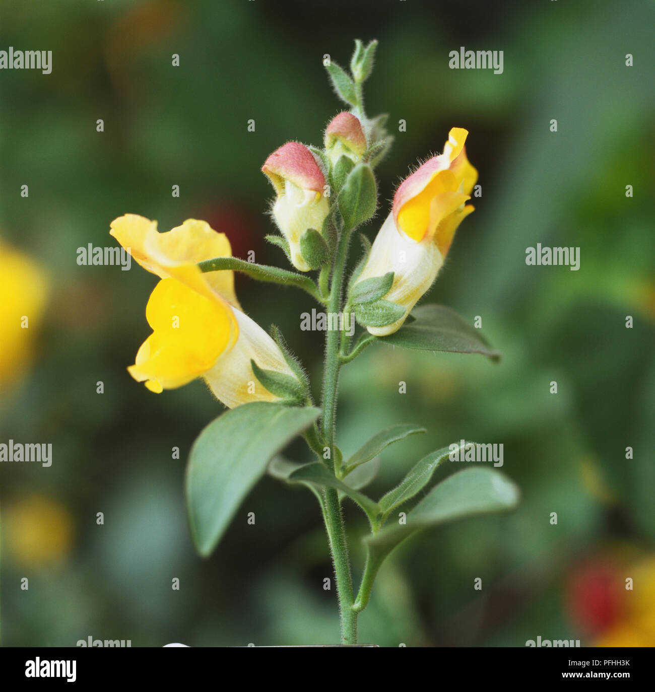 Antirrhinum majus Luminaire Series 'Trailing White', Snapdragon, white and yellow flowers on top of leafy stem. Stock Photo