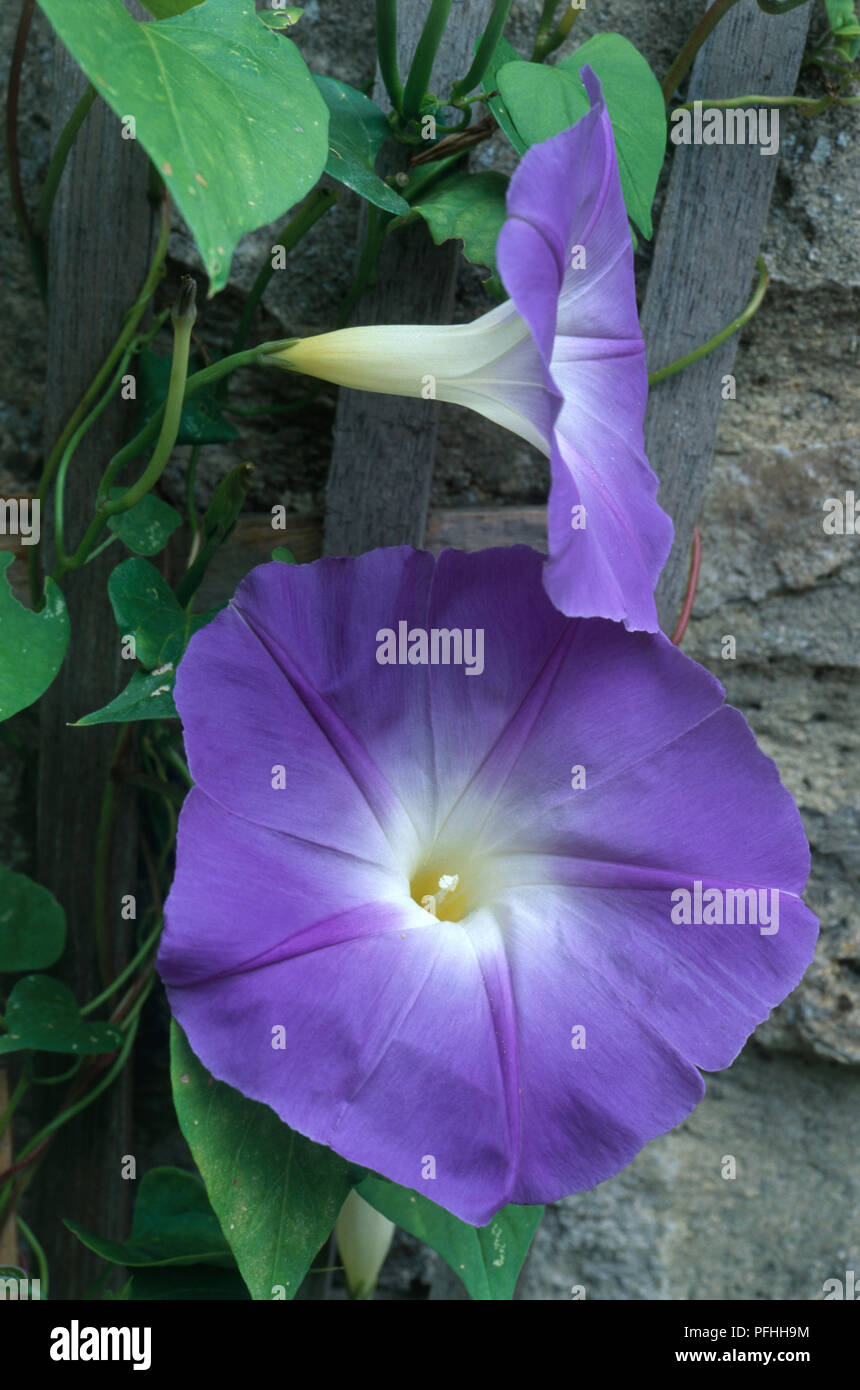Ipomoea tricolor 'Heavenly Blue' (Morning glory), climbing plant, showing two blue and white flower heads and green leaves, against a wall, close-up Stock Photo