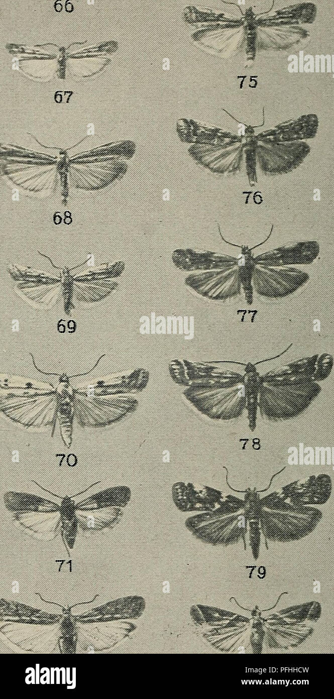 . Danmarks fauna; illustrerede haandbøger over den danske dyreverden... 57 58 I 59. 6a 72 82 55. S. forficellus (^. 56. do. $. 57. D. mucronella cf. 58. do. 2. 59. A. niveus cf. 61. A. lotella cf. 62. do. $. 64. H. creta- cella. 66. H. nebulella. 67. H. pseudonimbella. 68. H. nimbella. 69. H. saxicola. 70. H. binaevella. 71. P. interpunctella. 72. E. kuehniella. 73. E. calidella. 74, E. elutella. 75. do. Varietet. 76. P. subornatella. 77. P. dilutella. 78. P. ornatella. 79. H. tere- brellum. 82. N. achatinella.. Please note that these images are extracted from scanned page images that may have Stock Photo