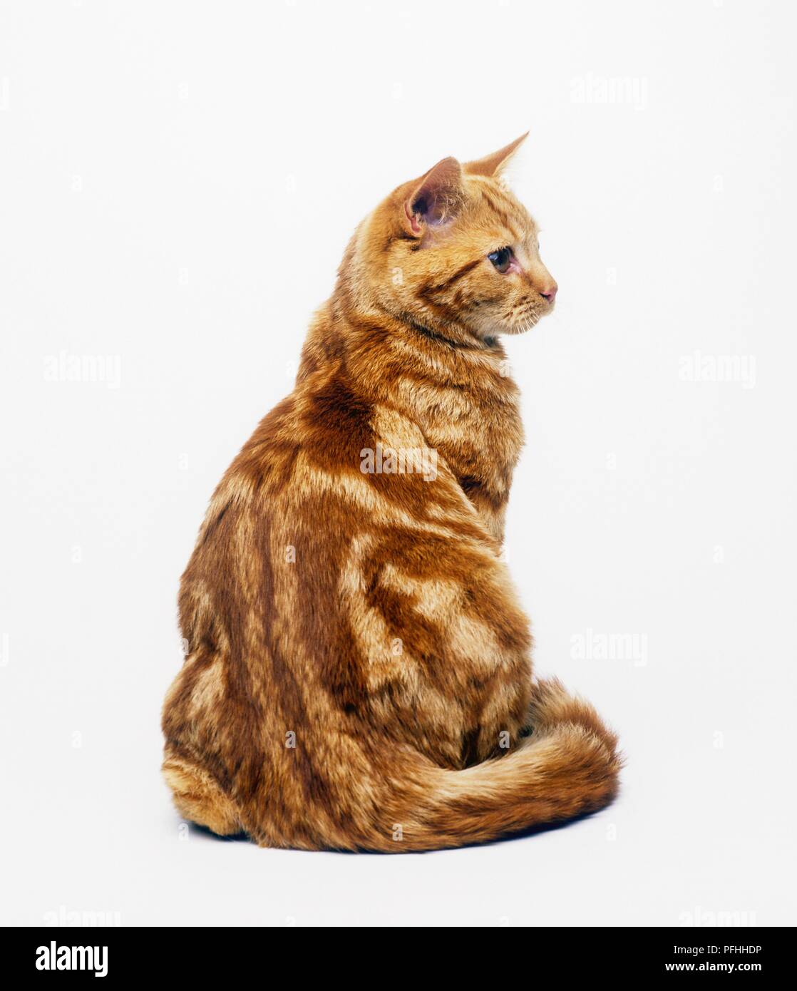 Cat Rear Red tabby shorthair cat, rear view Stock Photo - Alamy