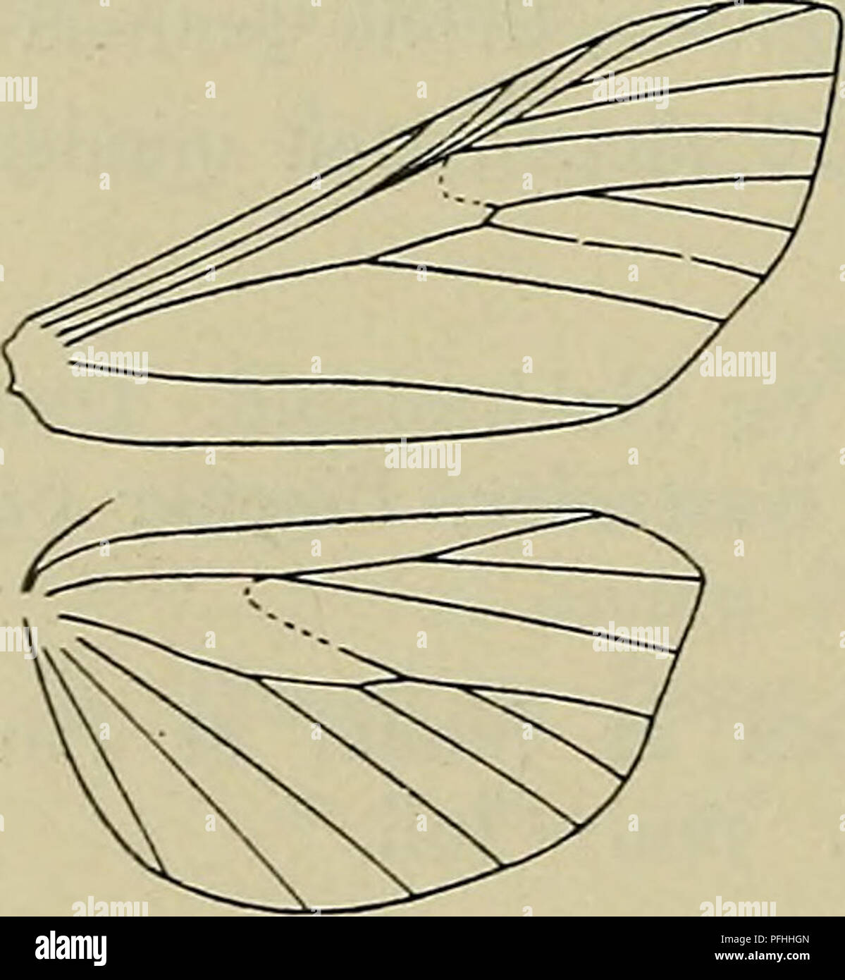 Danmarks fauna; illustrerede haandbøger over den danske dyreverden... 64 1.  c. bistriga Hw. Tavle VI, Fig. 111. Forv. mørkt graabrune til brunrøde.  Mellemlinierne hvidlige; den indre ret bred, næsten lige; den